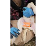 TestiGrip Mini guide de castration (agneau)